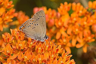 光谱资讯经典游戏《疯狂空间王》Steam页面上线 发售日期待定